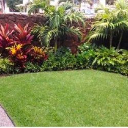 Yard Maintenence (NW Austin & surrounding areas)