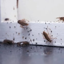 Expert Pest Control in Dallas TX | Over 10 years experience dealing with local pests